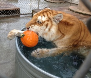 Rajani the Golden Tabby Tiger likes to swim with her pumpkins!